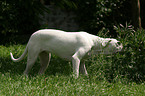 Dogo Argentino