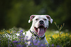 Portrait Dogo Argentino