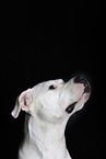 Dogo Argentino Portrait