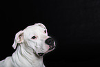 Dogo Argentino Portrait