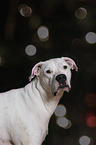 Dogo Argentino Portrait