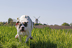 Dogo Argentino