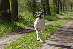 Dogo Argentino