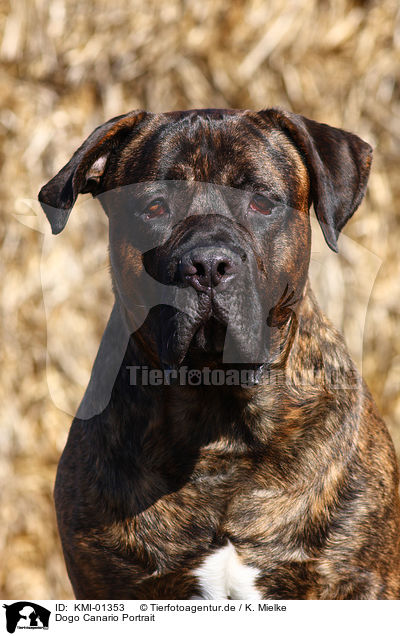 Dogo Canario Portrait / KMI-01353