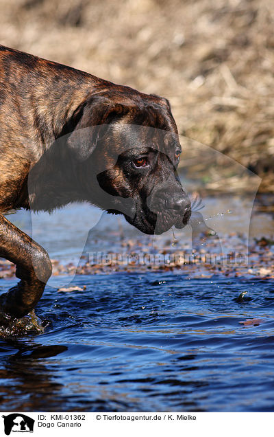 Dogo Canario / KMI-01362