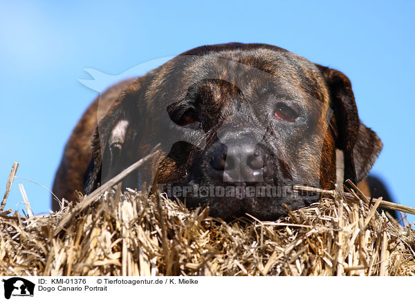 Dogo Canario Portrait / Dogo Canario Portrait / KMI-01376