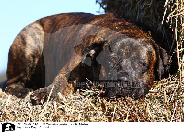 liegender Dogo Canario / KMI-01378