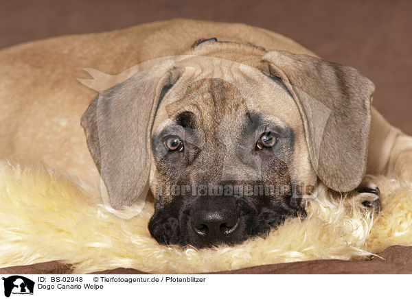 Dogo Canario Welpe / Dogo Canario Puppy / BS-02948