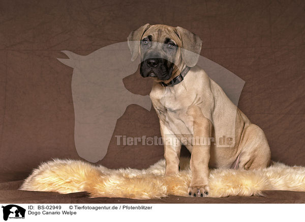 Dogo Canario Welpe / BS-02949