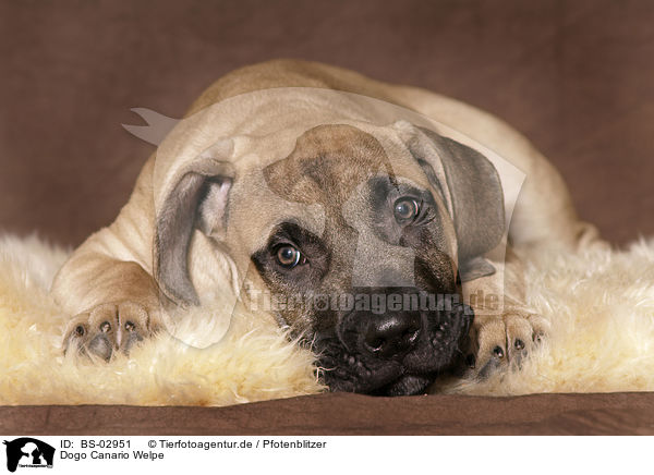 Dogo Canario Welpe / BS-02951