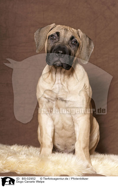 Dogo Canario Welpe / BS-02952
