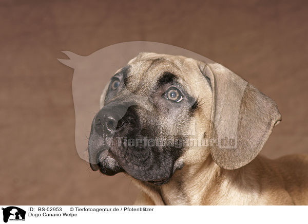 Dogo Canario Welpe / BS-02953