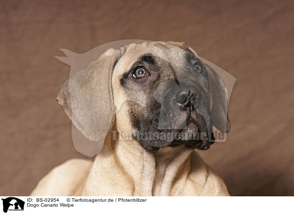 Dogo Canario Welpe / BS-02954