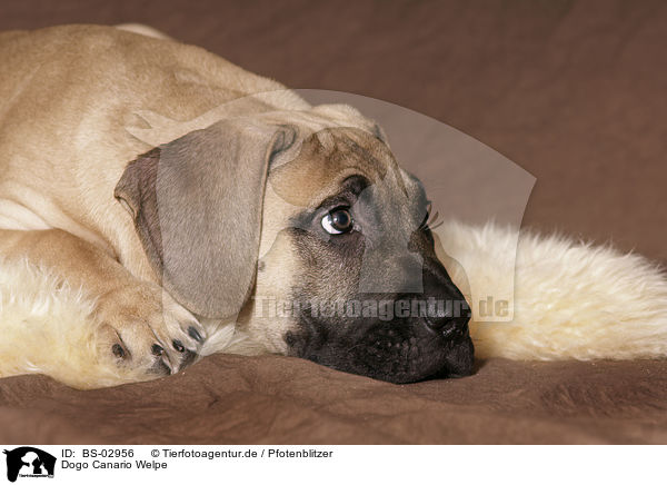 Dogo Canario Welpe / Dogo Canario Puppy / BS-02956