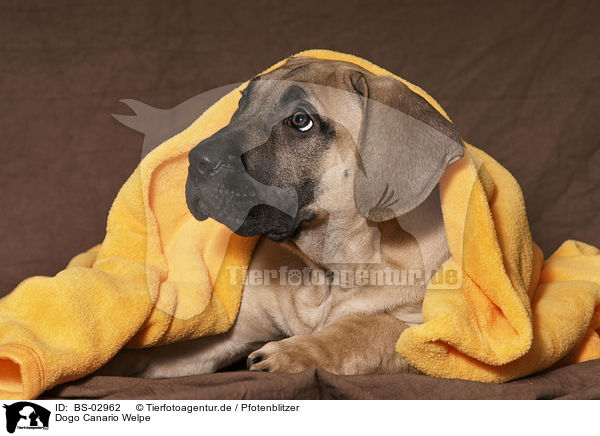 Dogo Canario Welpe / Dogo Canario Puppy / BS-02962