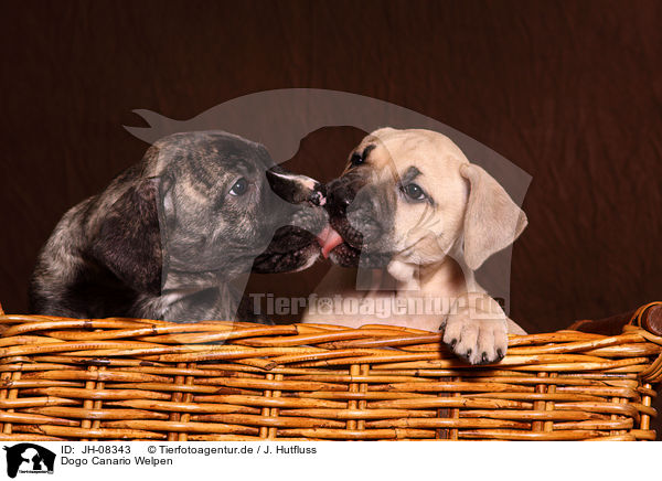 Dogo Canario Welpen / Dogo Canario Puppies / JH-08343
