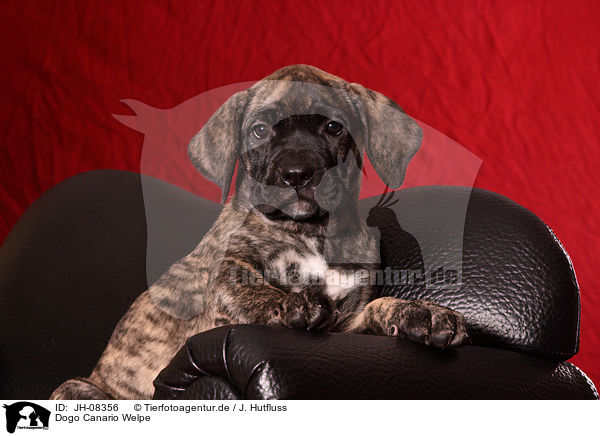 Dogo Canario Welpe / Dogo Canario Puppy / JH-08356
