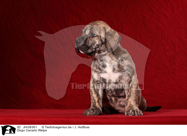 Dogo Canario Welpe / JH-08361