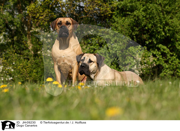 Dogo Canarios / Dogo Canarios / JH-09230