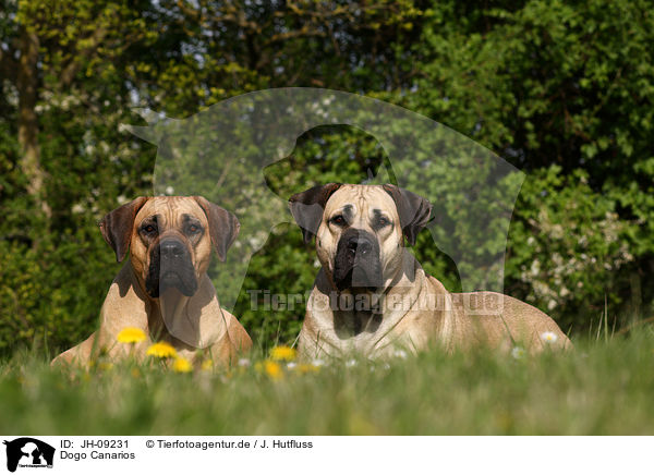 Dogo Canarios / Dogo Canarios / JH-09231