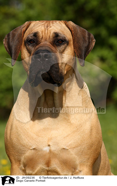 Dogo Canario Portrait / JH-09236