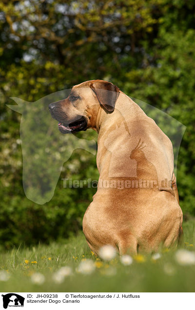 sitzender Dogo Canario / sitting Dogo Canario / JH-09238