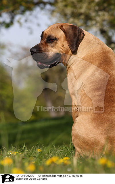 sitzender Dogo Canario / sitting Dogo Canario / JH-09239