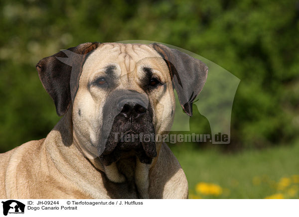 Dogo Canario Portrait / JH-09244