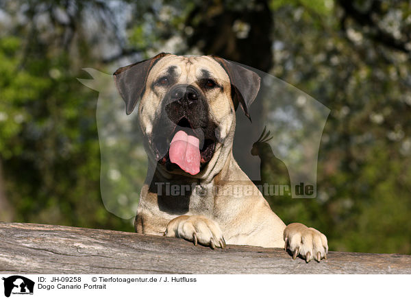 Dogo Canario Portrait / JH-09258