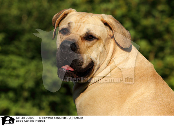 Dogo Canario Portrait / JH-09593