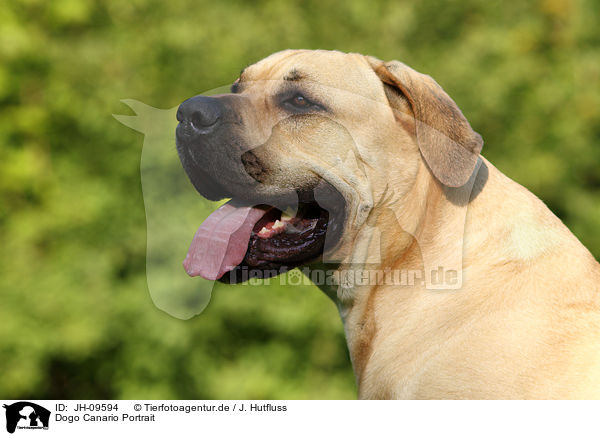 Dogo Canario Portrait / JH-09594