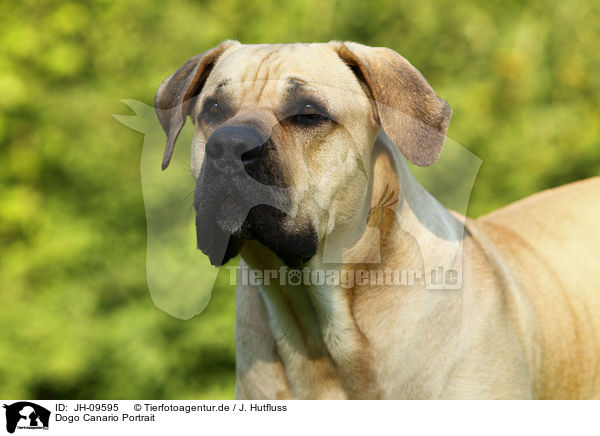 Dogo Canario Portrait / JH-09595