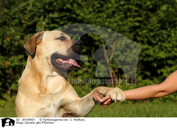 Dogo Canario gibt Pftchen / JH-09601
