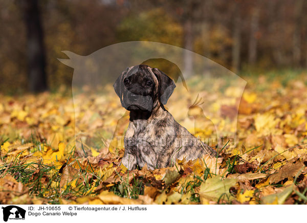 Dogo Canario Welpe / JH-10655