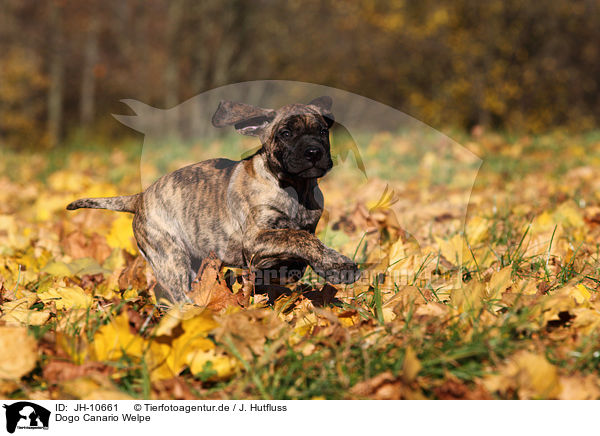 Dogo Canario Welpe / Dogo Canario Puppy / JH-10661