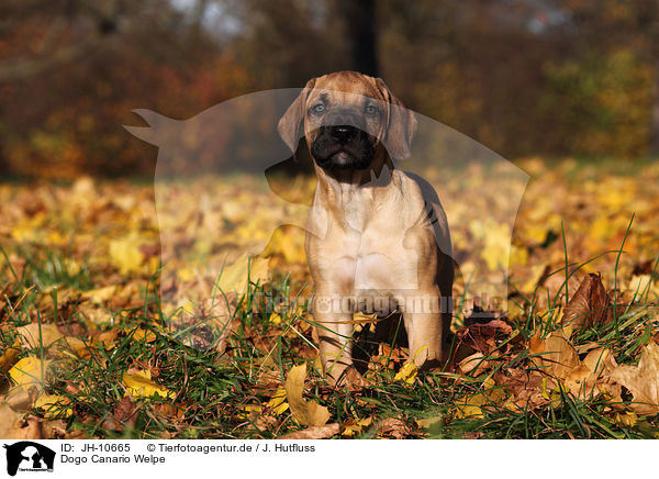 Dogo Canario Welpe / Dogo Canario Puppy / JH-10665
