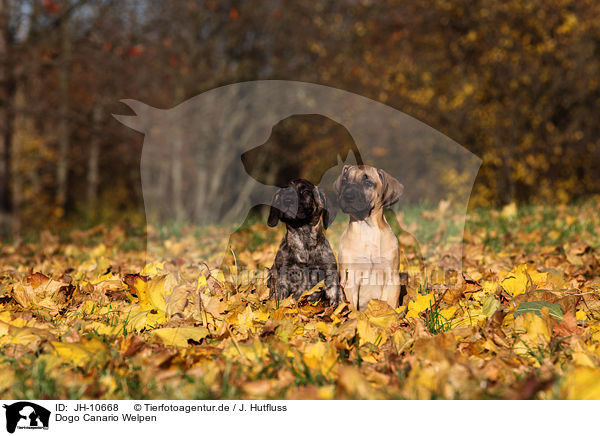 Dogo Canario Welpen / Dogo Canario Puppies / JH-10668