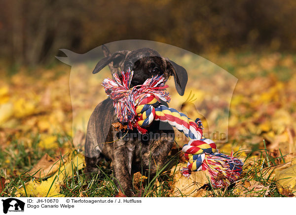 Dogo Canario Welpe / Dogo Canario Puppy / JH-10670
