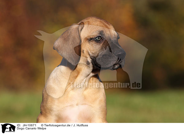 Dogo Canario Welpe / JH-10671