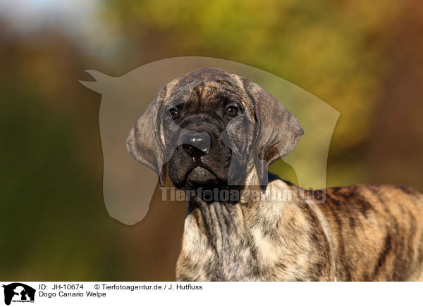 Dogo Canario Welpe / Dogo Canario Puppy / JH-10674