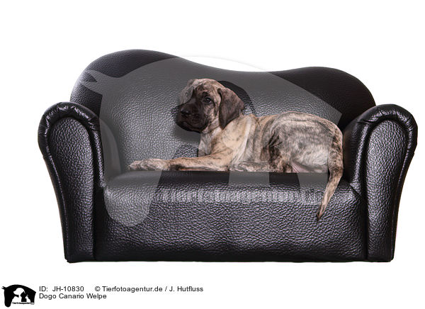 Dogo Canario Welpe / JH-10830