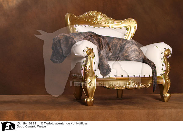 Dogo Canario Welpe / Dogo Canario Puppy / JH-10838