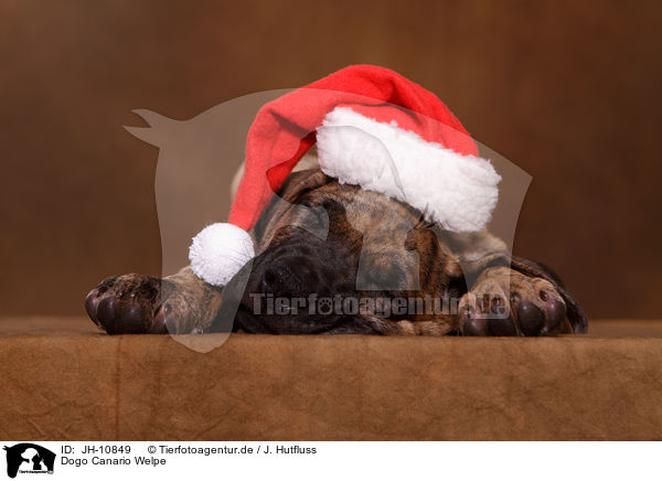 Dogo Canario Welpe / JH-10849