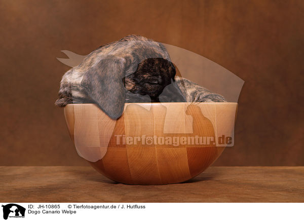 Dogo Canario Welpe / Dogo Canario Puppy / JH-10865