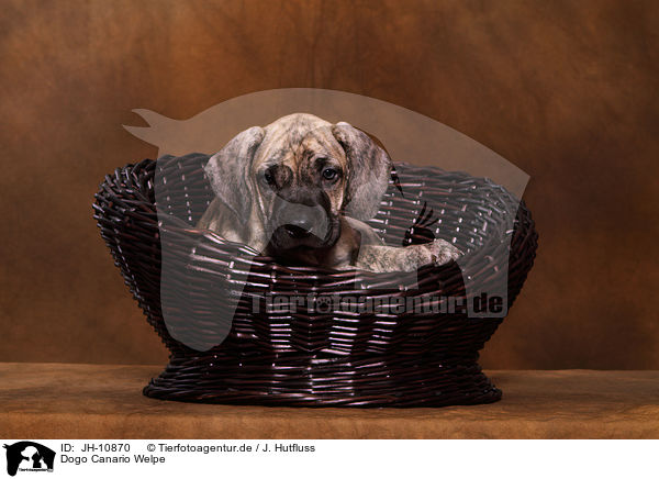 Dogo Canario Welpe / Dogo Canario Puppy / JH-10870