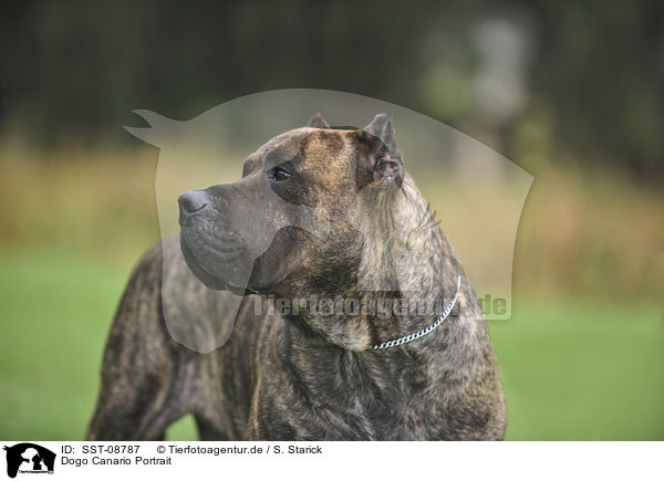 Dogo Canario Portrait / Dogo Canario Portrait / SST-08787