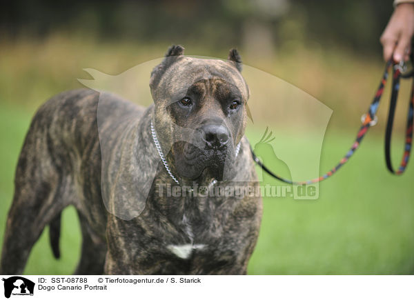 Dogo Canario Portrait / SST-08788