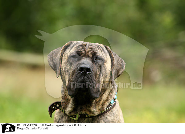 Dogo Canario Portrait / Dogo Canario Portrait / KL-14376