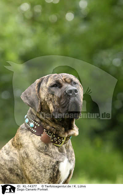 Dogo Canario Portrait / Dogo Canario Portrait / KL-14377