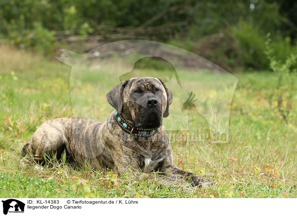 liegender Dogo Canario / KL-14383